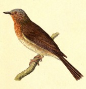 Philippine bulbul