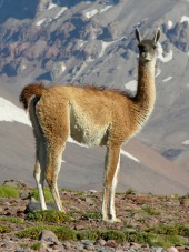 Gwanako andyjskie