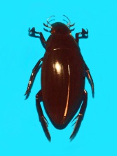 Hydrophilus piceus