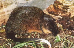 Eastern (Golden-bellied) Water Rat