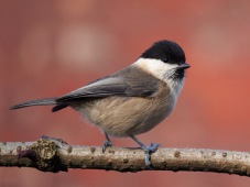 Mésange boréale