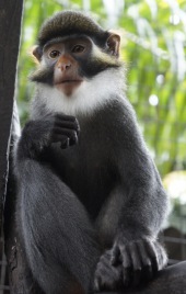 Red-eared guenon