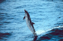 Delfinek wysmukły
