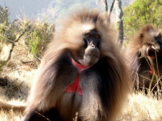 Gelada