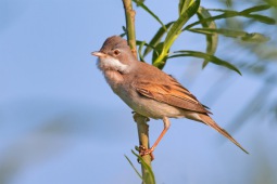 Common whitethroat