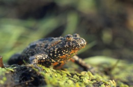 European fire-bellied toad