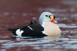 Eider à tête grise