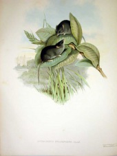 Slender-tailed dunnart
