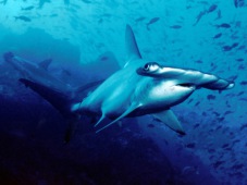 Requin-marteau halicorne