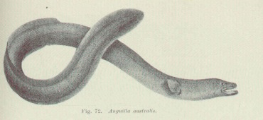 Short-finned eel