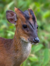 Barking Deer (Kakar, Indian Muntjac)