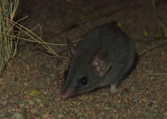 Red-tailed Phascogale, Wambenger