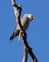 Falco hypoleucos