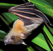 Indian Short-nosed Fruit Bat