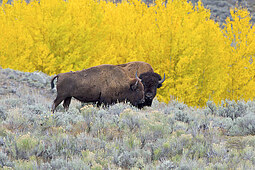 American Bison, Buffalo