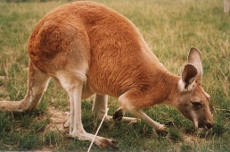 Red (Plains) Kangaroo