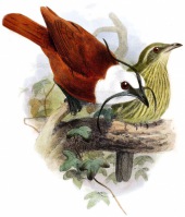 Three-wattled bellbird