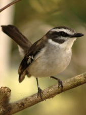 White-browed robin