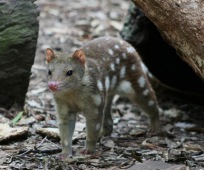 Spotted-tailed (Tiger) Quoll