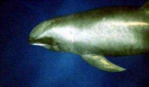 Breitschnabeldelfin