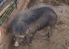 Philippine warty pig