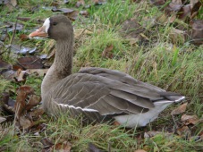 Greater white-fronted goose