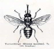 Tsetsefliegen