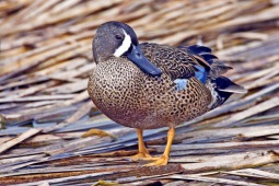 Blue-winged teal