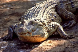 Krokodyl filipiński