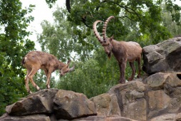 Siberian (Himalayan) Ibex