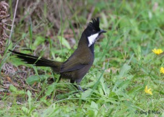 Eastern whipbird