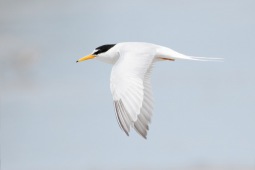 Little tern