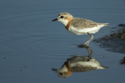 Chestnut-banded plover