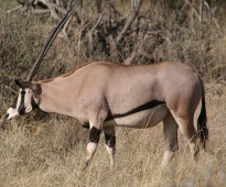Beisa-Oryx