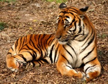 Südchinesischer Tiger