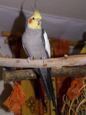 Nimfa (ptak)
