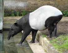 Tapir malajski