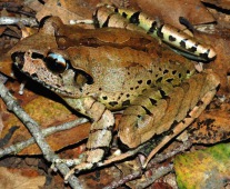 Queensland Barred Frog