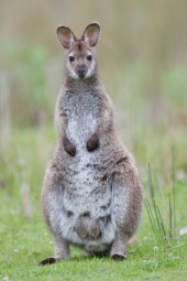 Wallaby à cou rouge