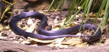 Serpent noir à ventre rouge