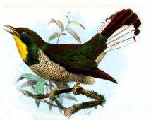 Yellow-throated cuckoo
