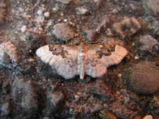 Idaea rusticata