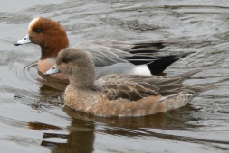 Canard siffleur