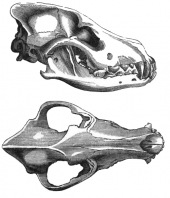 Subespecies de Canis lupus