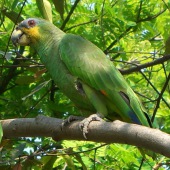 Amazon parrot