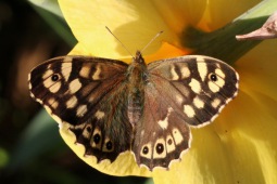 Speckled wood (butterfly)