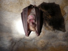 Greater horseshoe bat