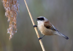 Rémiz penduline