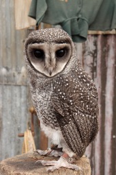 Greater sooty owl