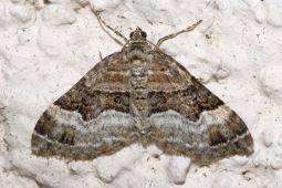 Xanthorhoe biriviata